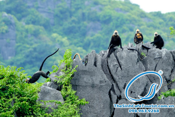 đảo khỉ hòn đảo với những lào linh trưởng quý hiếm