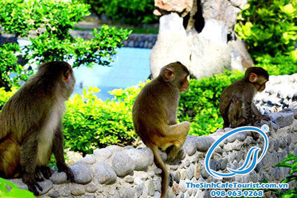 Tour du lịch Cát Bà đảo khỉ