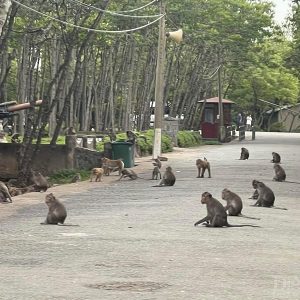 TOUR CẦN GIỜ – ĐẢO KHỈ 1 NGÀY